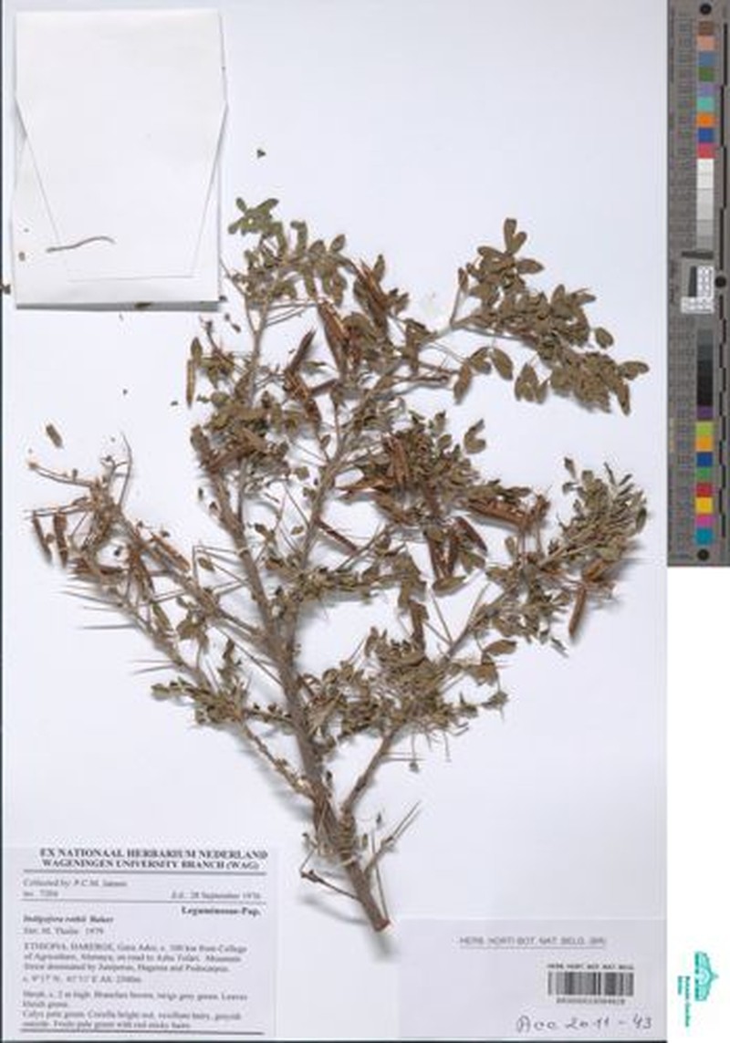Indigofera rothii photo 4