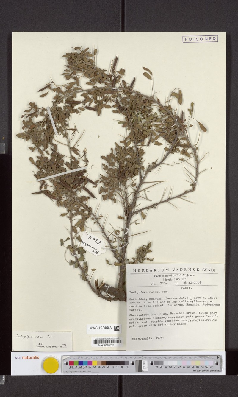 Indigofera rothii photo 5