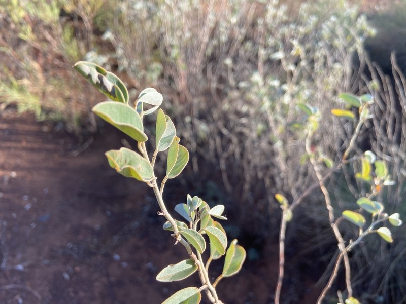 Indigofera rotula
