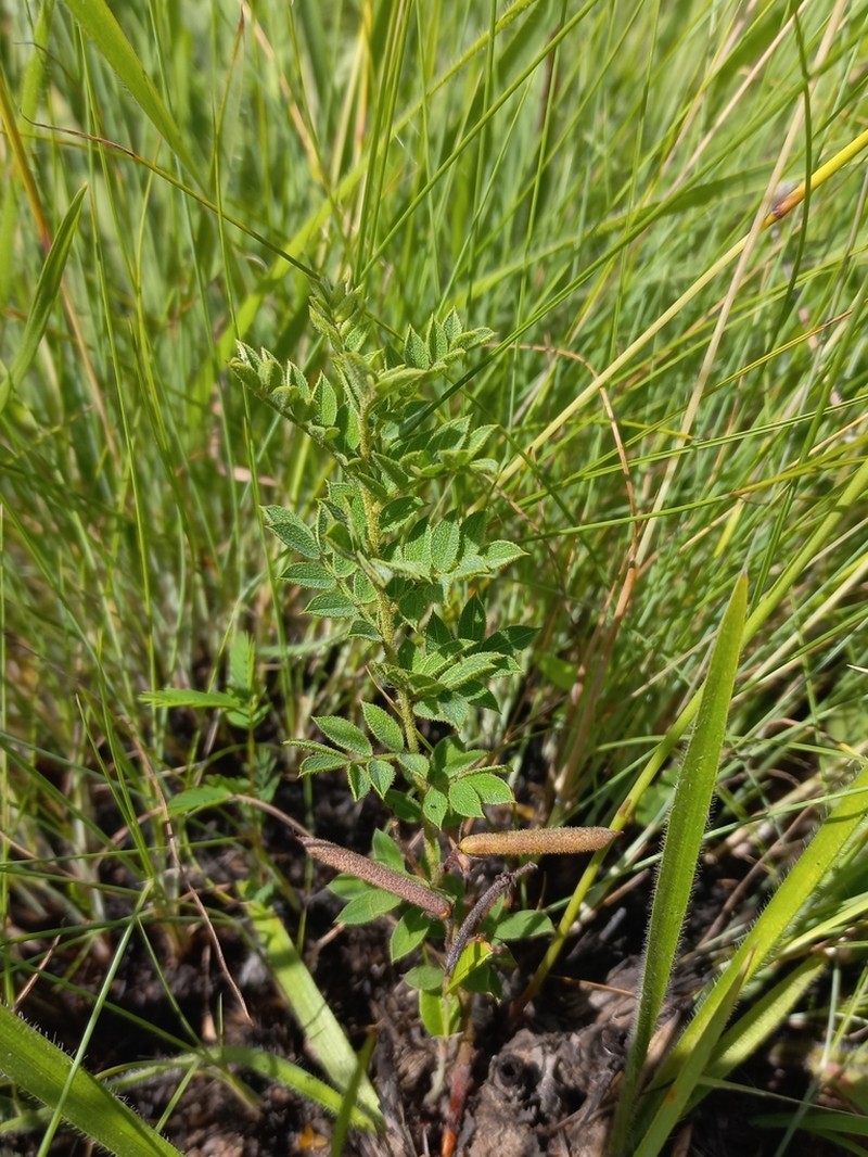 Indigofera rubroglandulosa