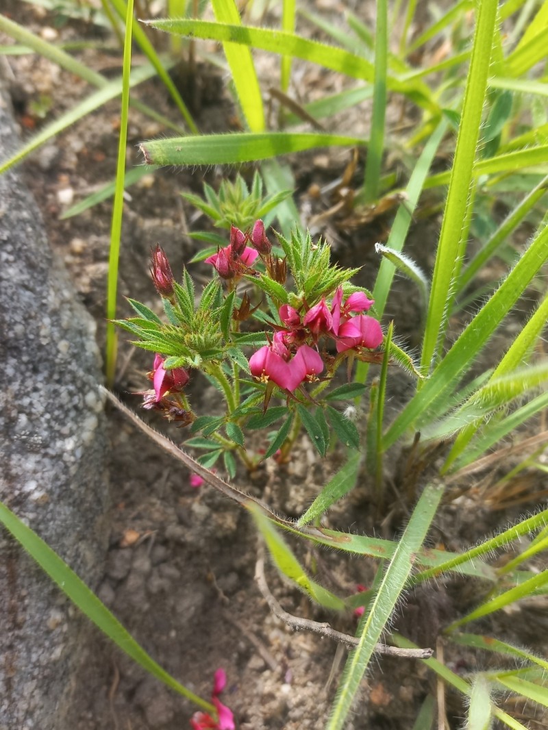 Indigofera rubroglandulosa photo 2