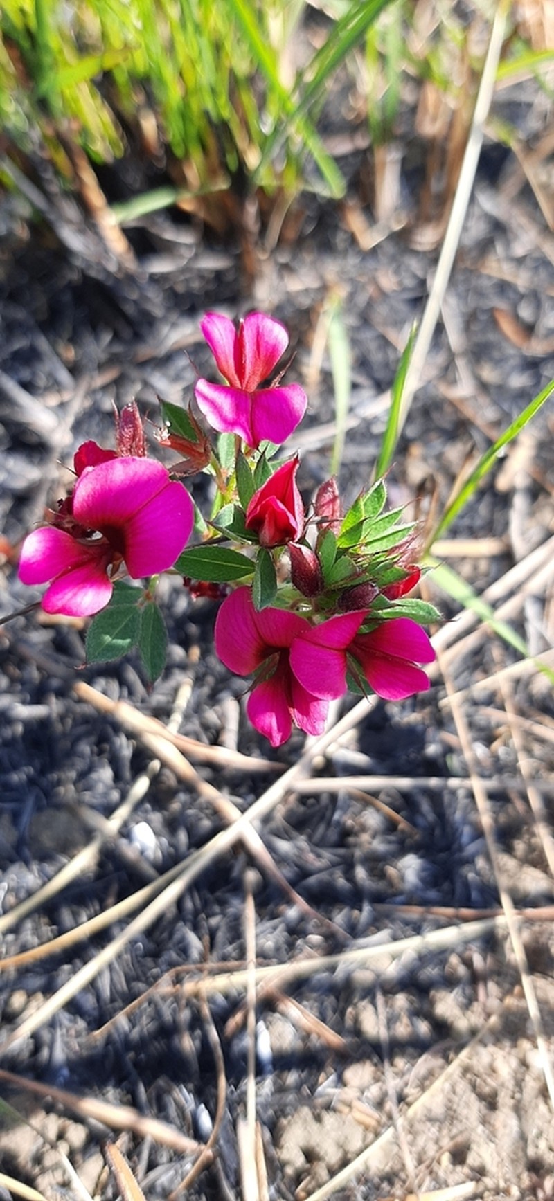 Indigofera rubroglandulosa photo 3
