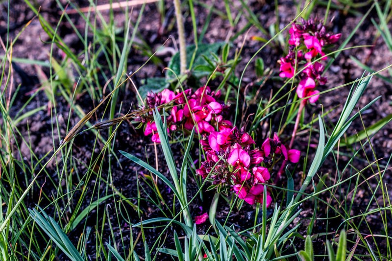 Indigofera rubroglandulosa photo 4