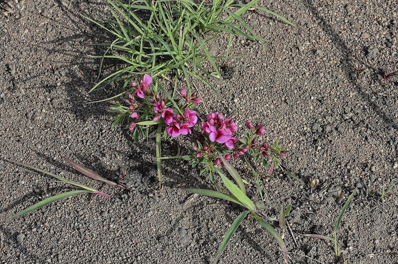 Indigofera rubroglandulosa photo 5