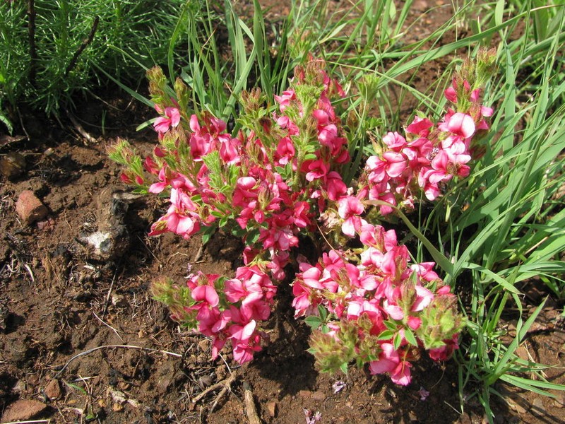 Indigofera rubroglandulosa photo 6
