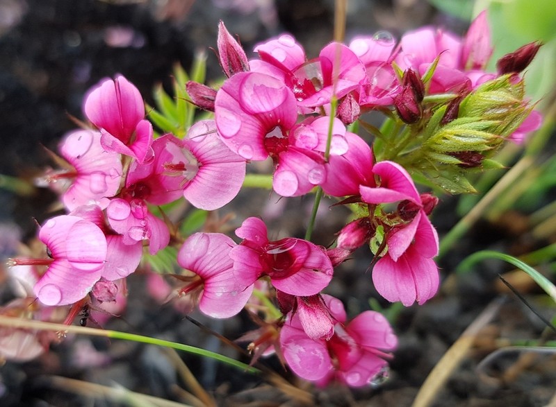 Indigofera rubroglandulosa photo 8