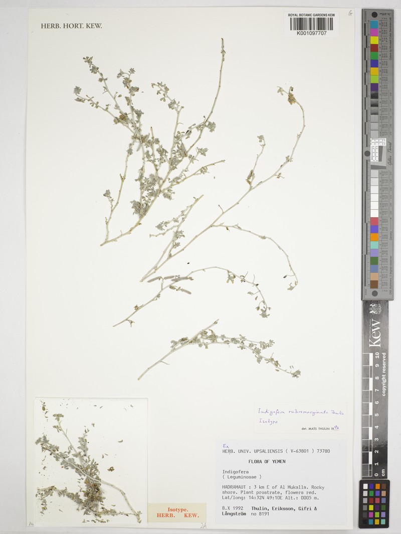 Indigofera rubromarginata