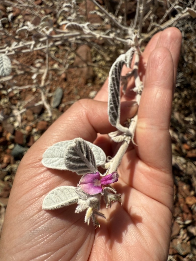Indigofera rugosa
