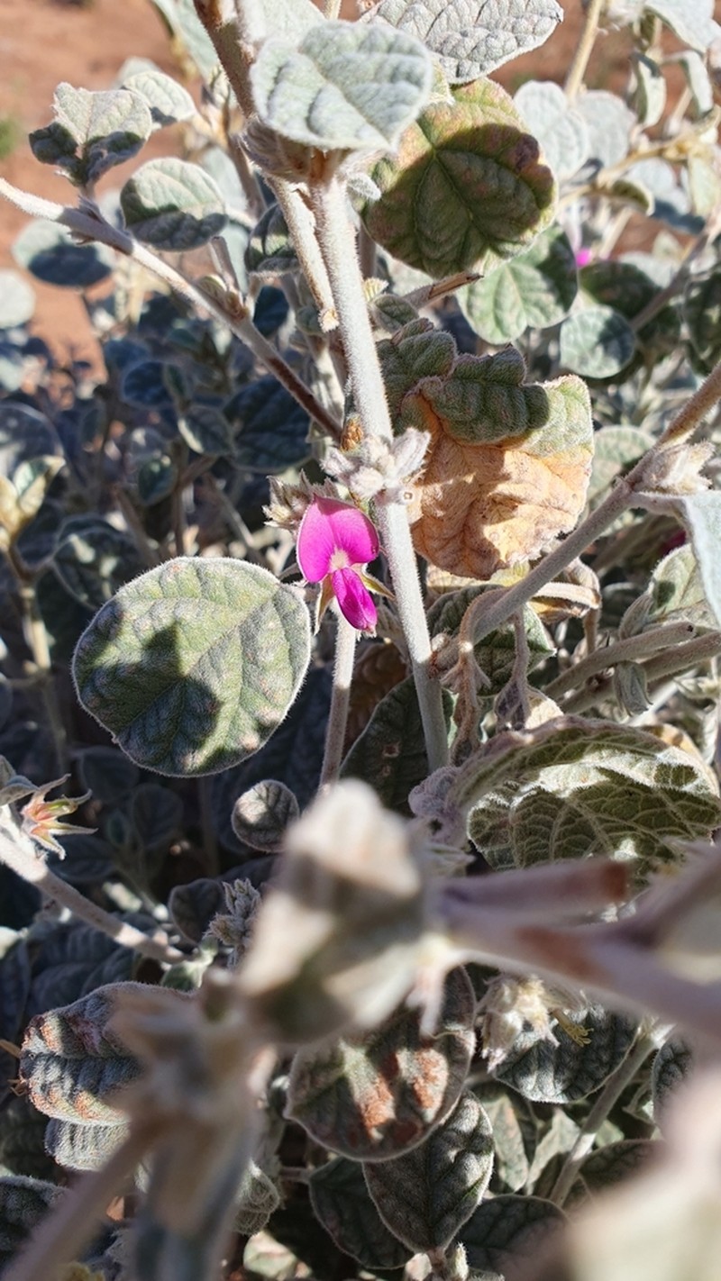 Indigofera rugosa photo 2