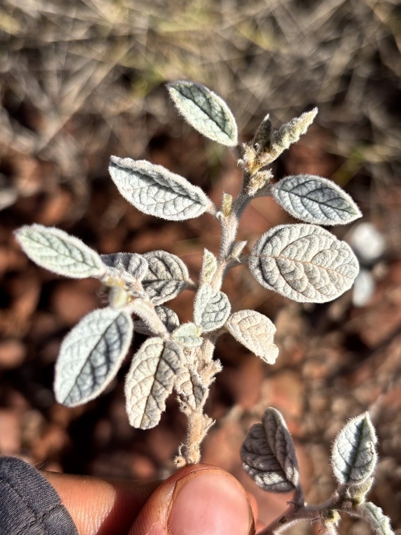 Indigofera rugosa photo 5