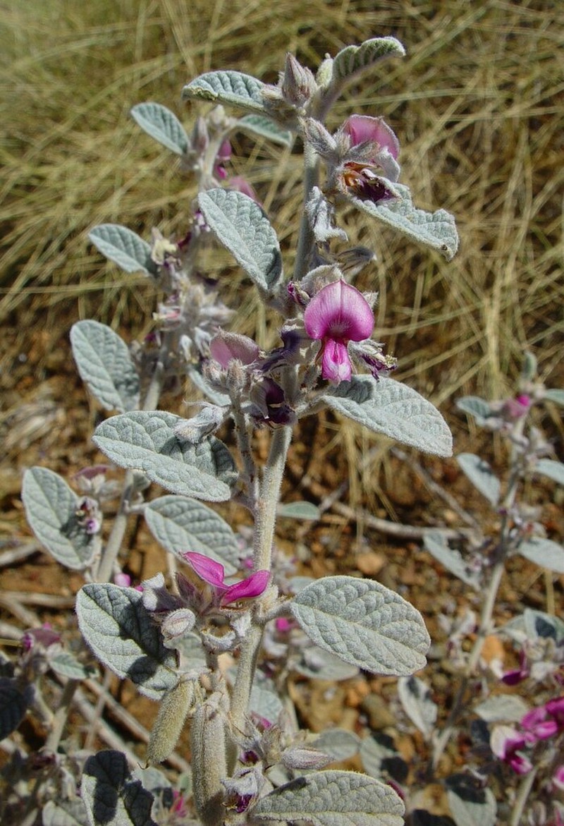 Indigofera rugosa photo 6