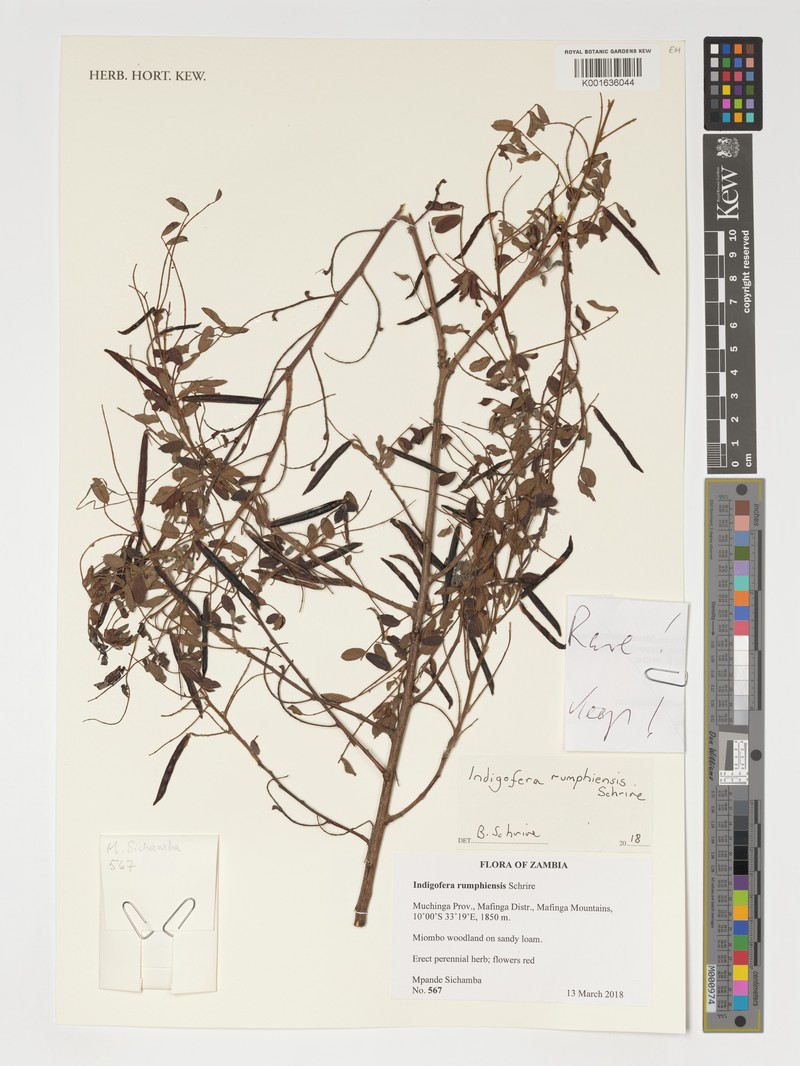 Indigofera rumphiensis
