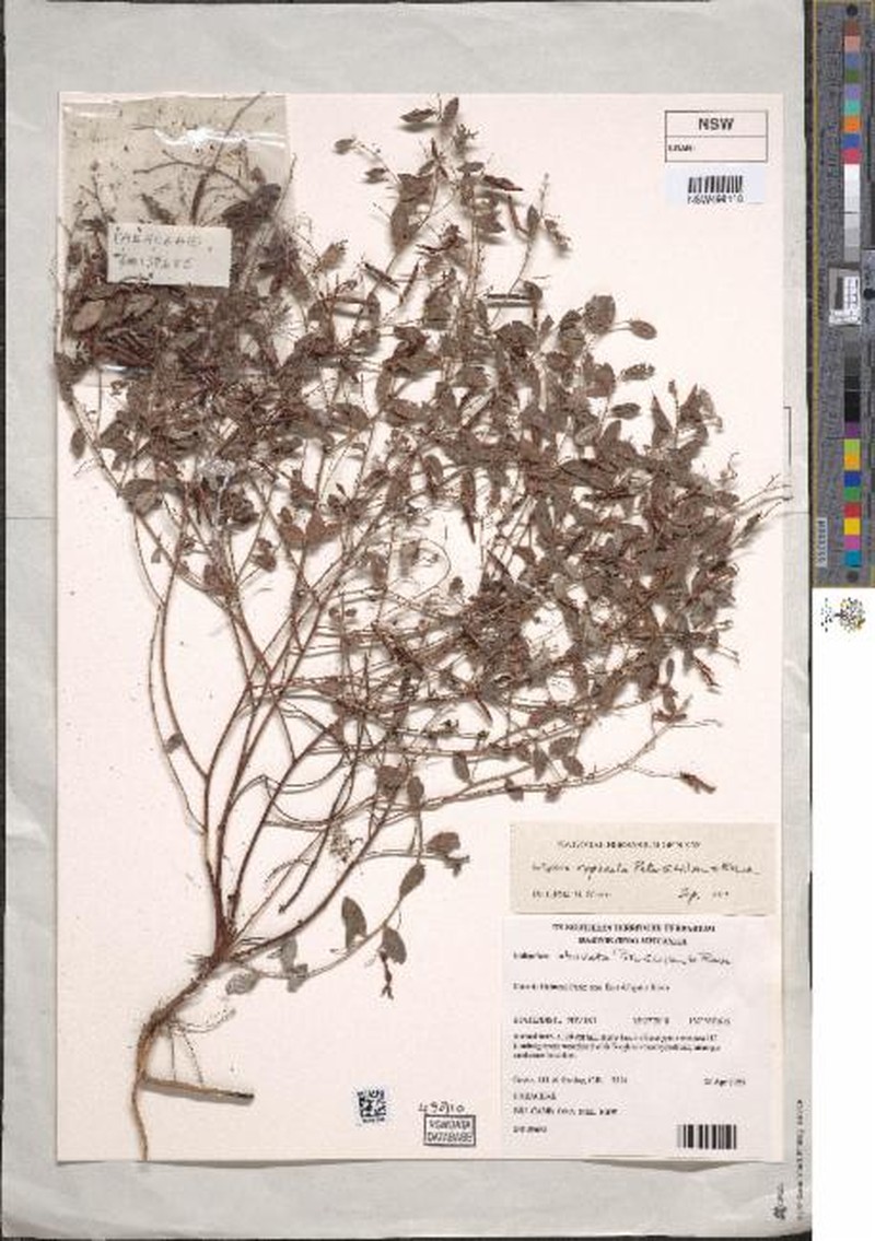 Indigofera rupicola photo 2
