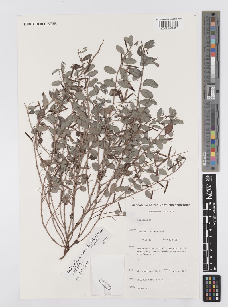 Indigofera rupicola