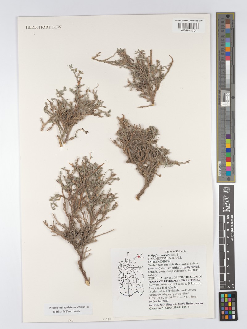 Indigofera ruspolii