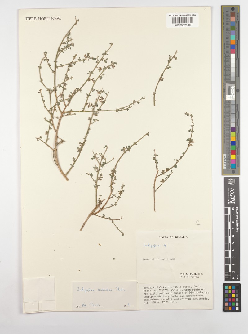 Indigofera sabulosa