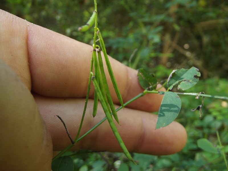 Indigofera salmoniflora photo 2