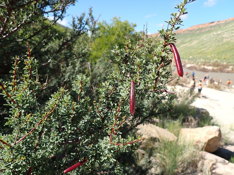 Indigofera salteri