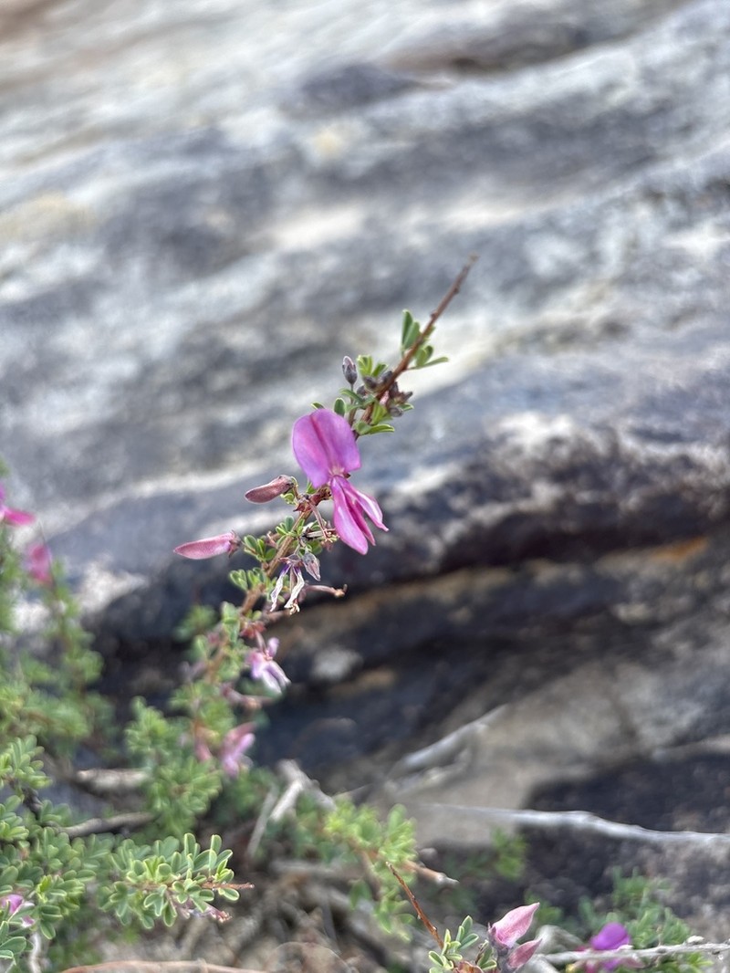 Indigofera salteri photo 2