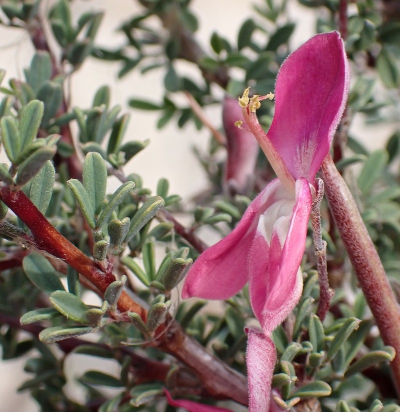 Indigofera salteri photo 3