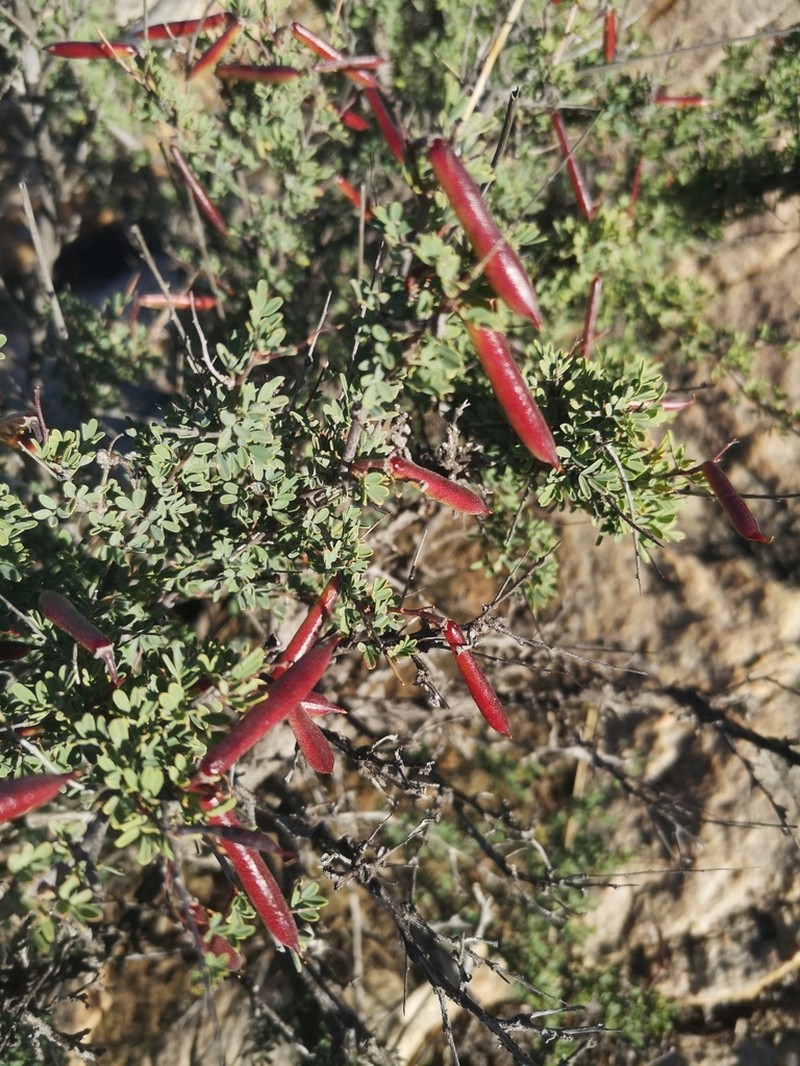 Indigofera salteri photo 4