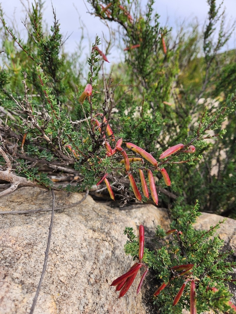 Indigofera salteri photo 5