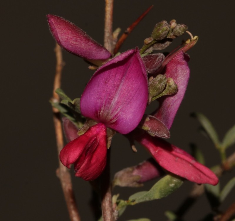 Indigofera salteri photo 6