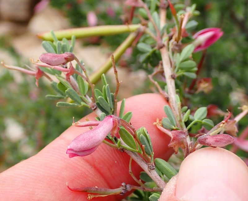 Indigofera salteri photo 7