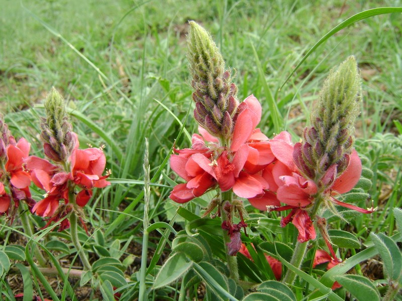 Indigofera sanguinea