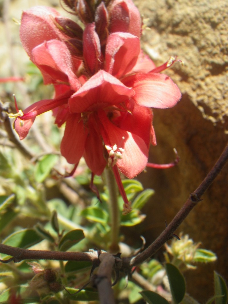 Indigofera sanguinea photo 2