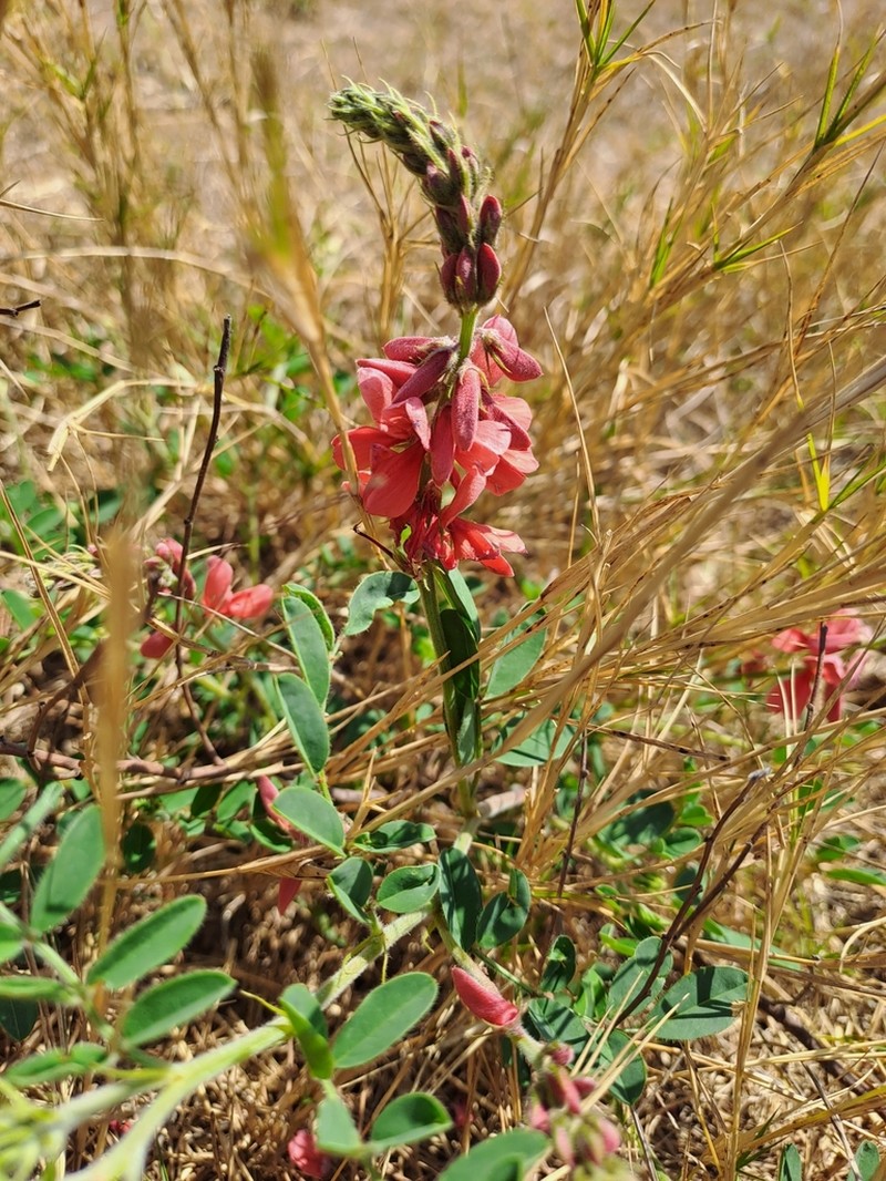 Indigofera sanguinea photo 3