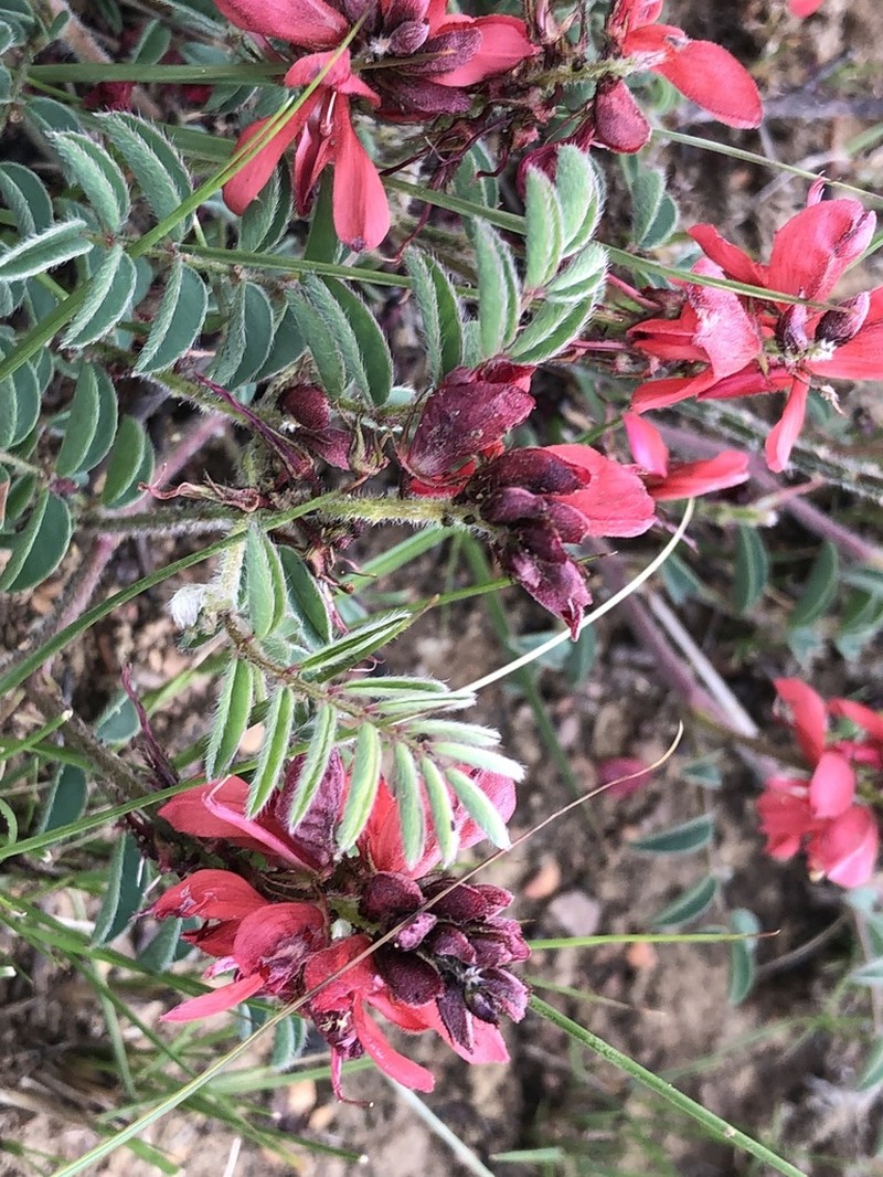 Indigofera sanguinea photo 4