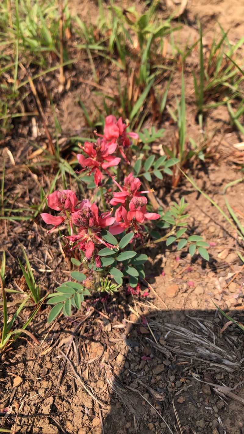 Indigofera sanguinea photo 5