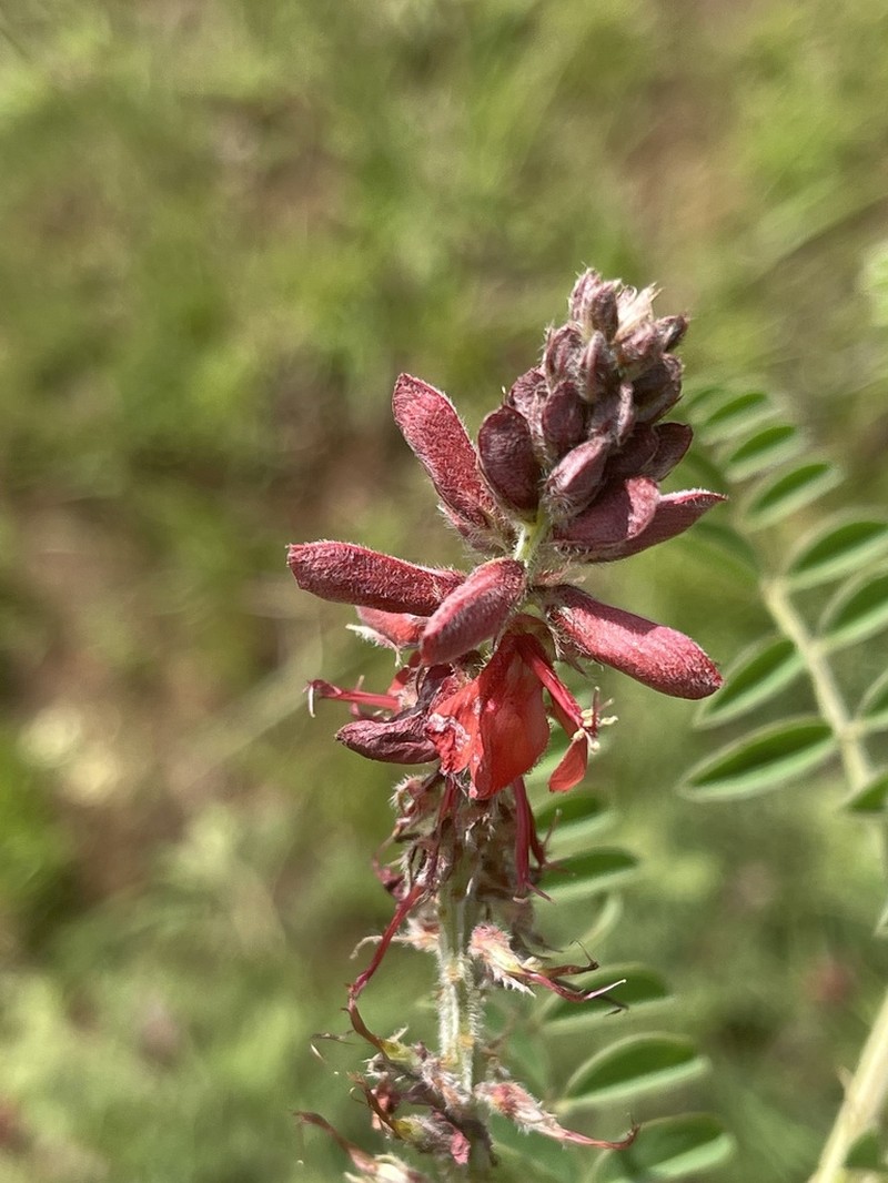 Indigofera sanguinea photo 6