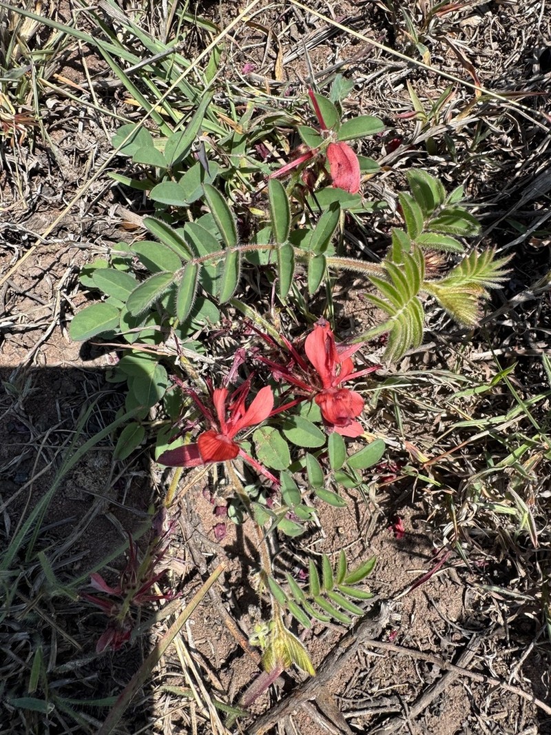 Indigofera sanguinea photo 7