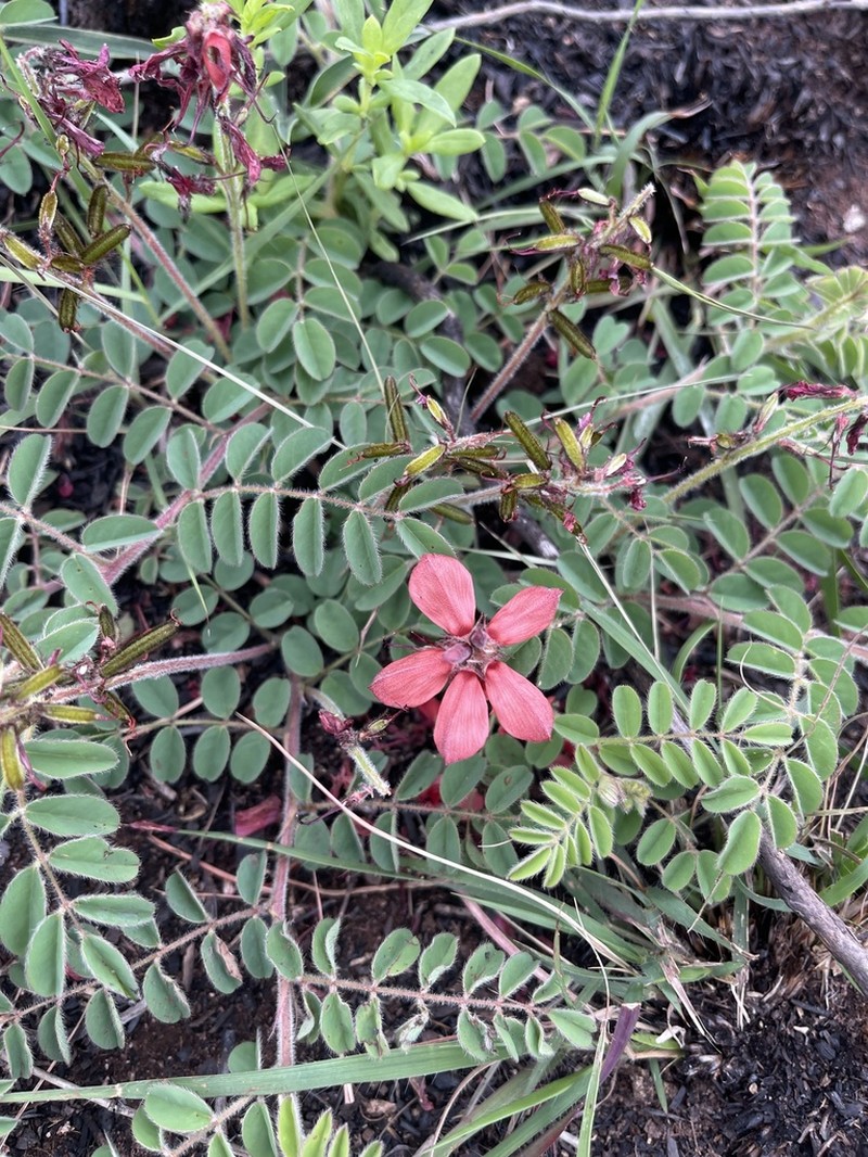 Indigofera sanguinea photo 8