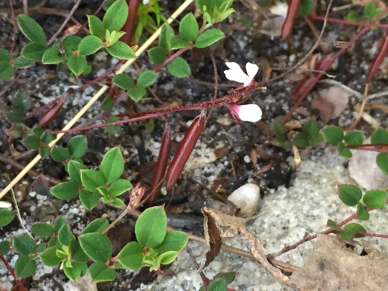 Indigofera sarmentosa