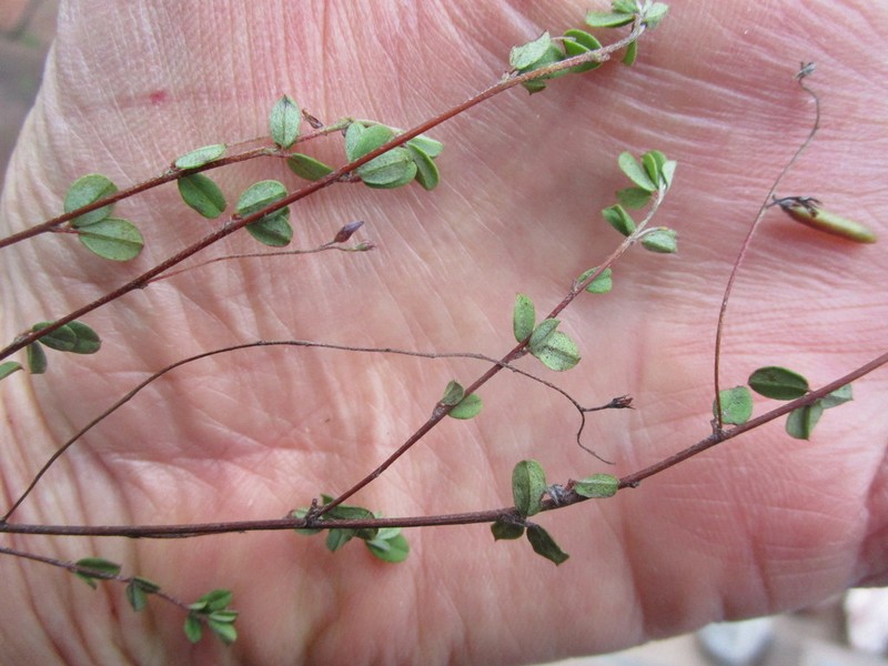 Indigofera sarmentosa photo 2
