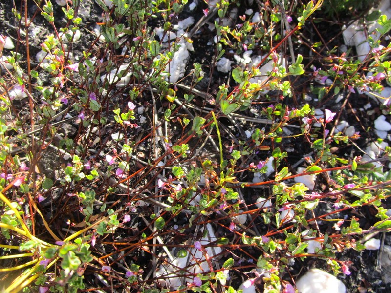 Indigofera sarmentosa photo 3