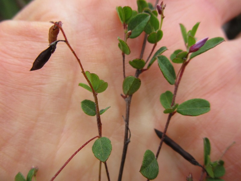 Indigofera sarmentosa photo 4