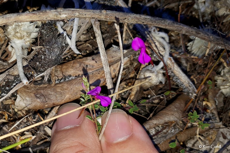 Indigofera sarmentosa photo 5