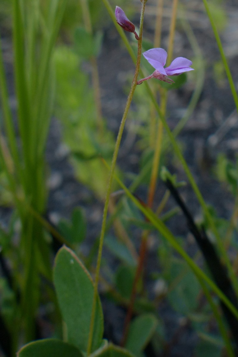 Indigofera sarmentosa photo 6
