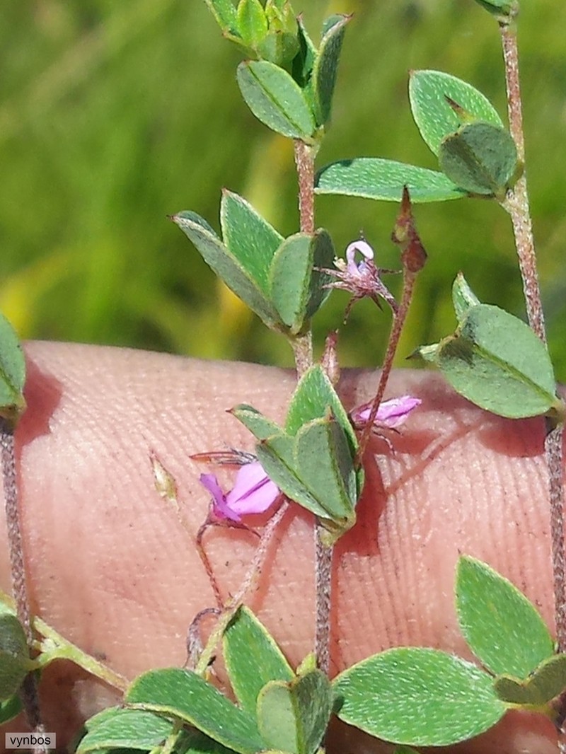 Indigofera sarmentosa photo 7