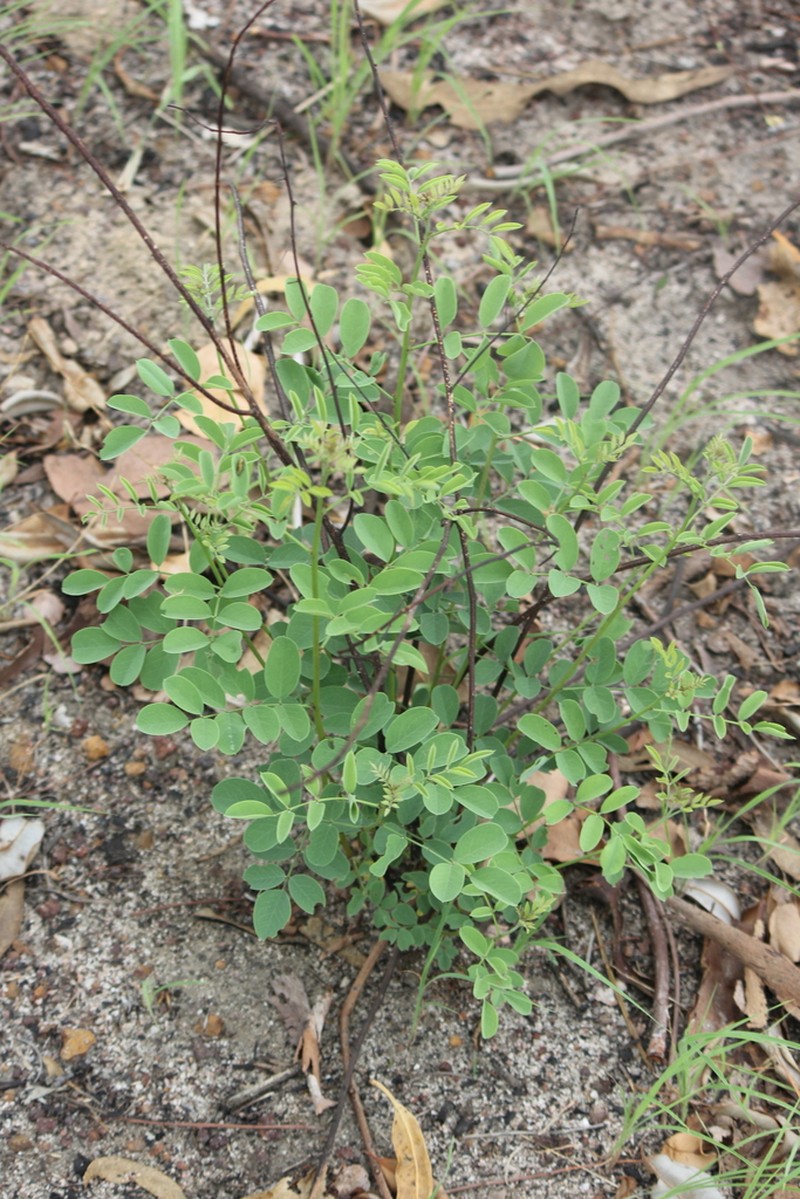 Indigofera saxicola
