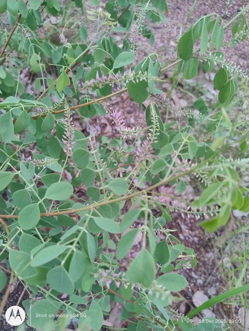 Indigofera saxicola photo 2