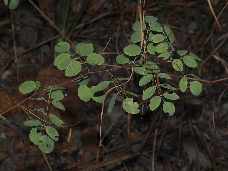 Indigofera saxicola photo 3