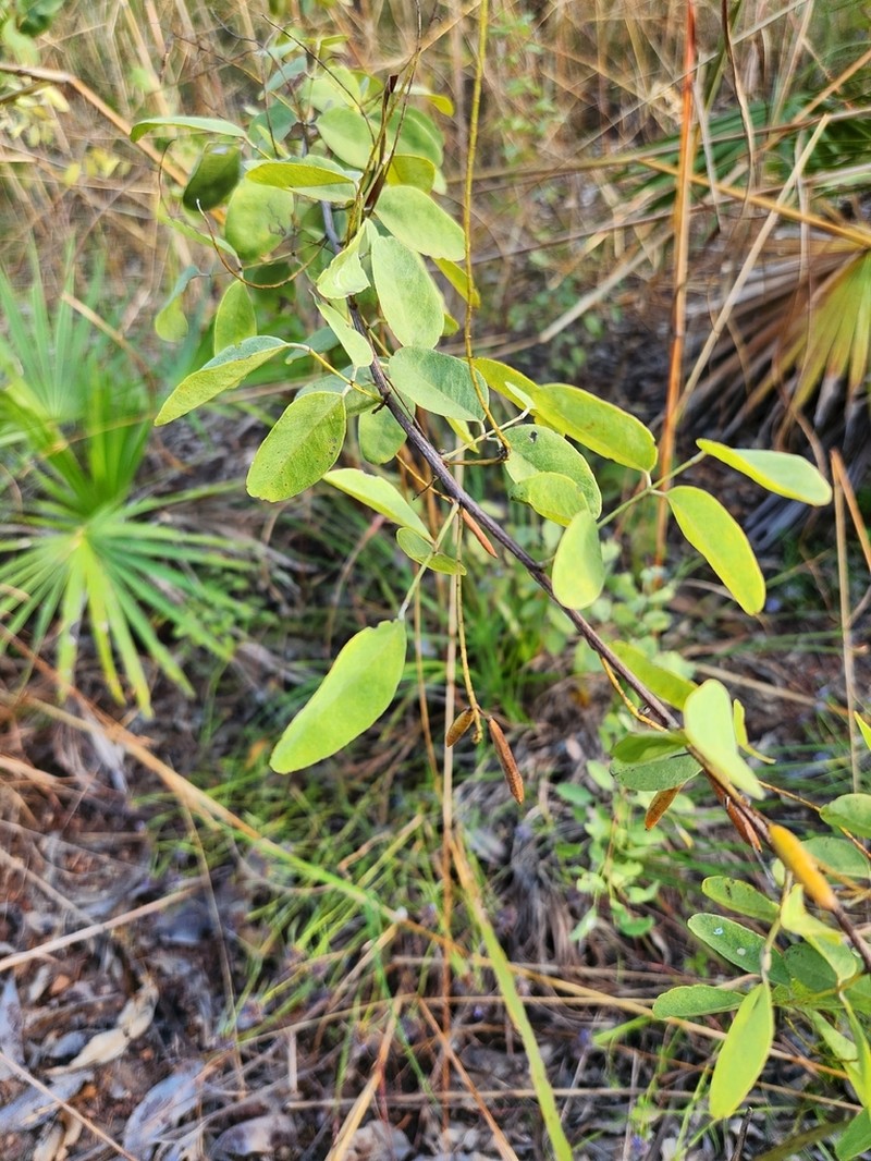Indigofera saxicola photo 4