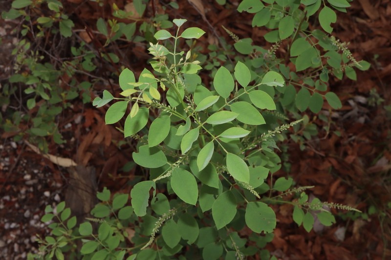 Indigofera saxicola photo 5