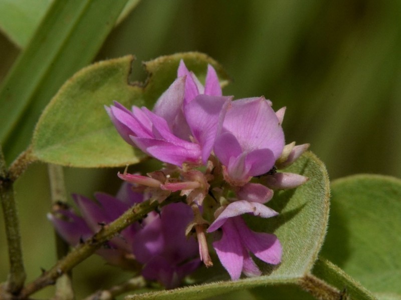 Indigofera saxicola photo 6