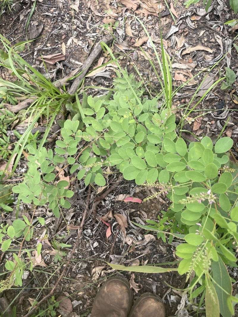 Indigofera saxicola photo 7